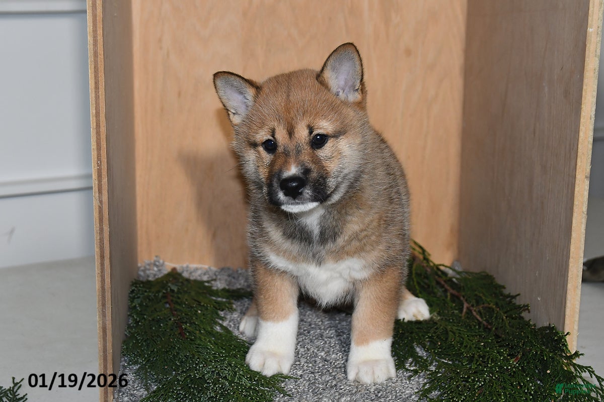 Shiba Inu dogs Asher - Ad 3