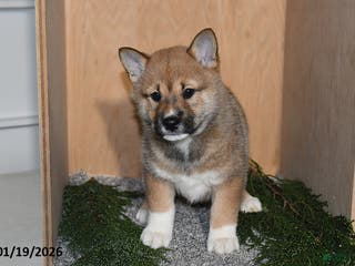 Shiba Inu dogs Asher - Ad 4