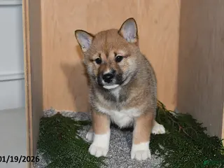 Shiba Inu dogs Asher - Ad 7