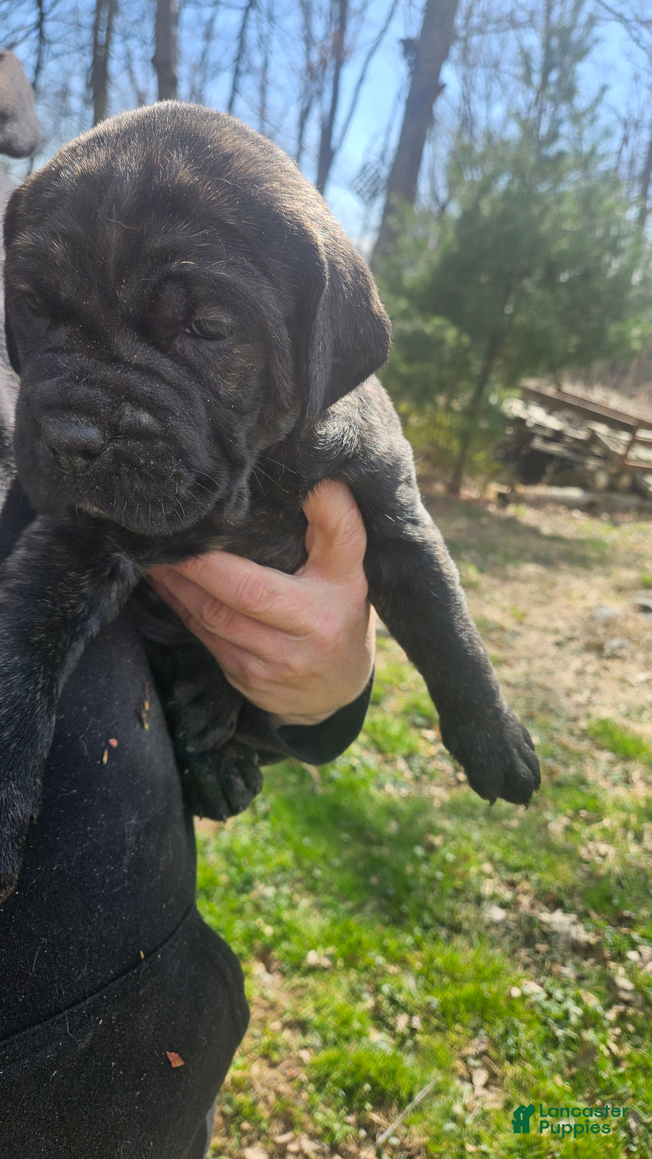 Cane Corso dogs Black brindle  - Ad 3