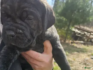 Cane Corso dogs Black brindle - Ad 31