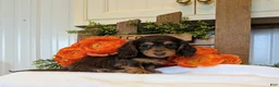 Miniature Dachshund dogs for sale: Miniature Dachshund Puppy 1 - Ad 2