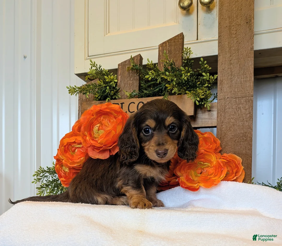 Miniature Dachshund dogs for sale: Miniature Dachshund Puppy 1 - Ad 2