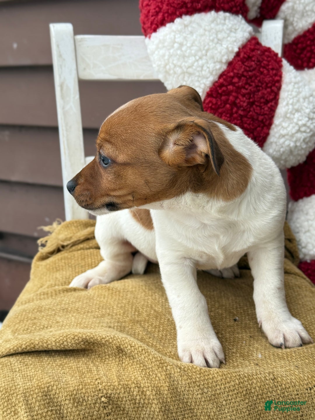 Jack Russell Terrier dogs for sale: Jingle - Ad 2