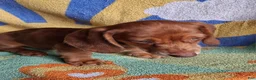 Miniature Dachshund dogs for sale: Dasher - Ad 3