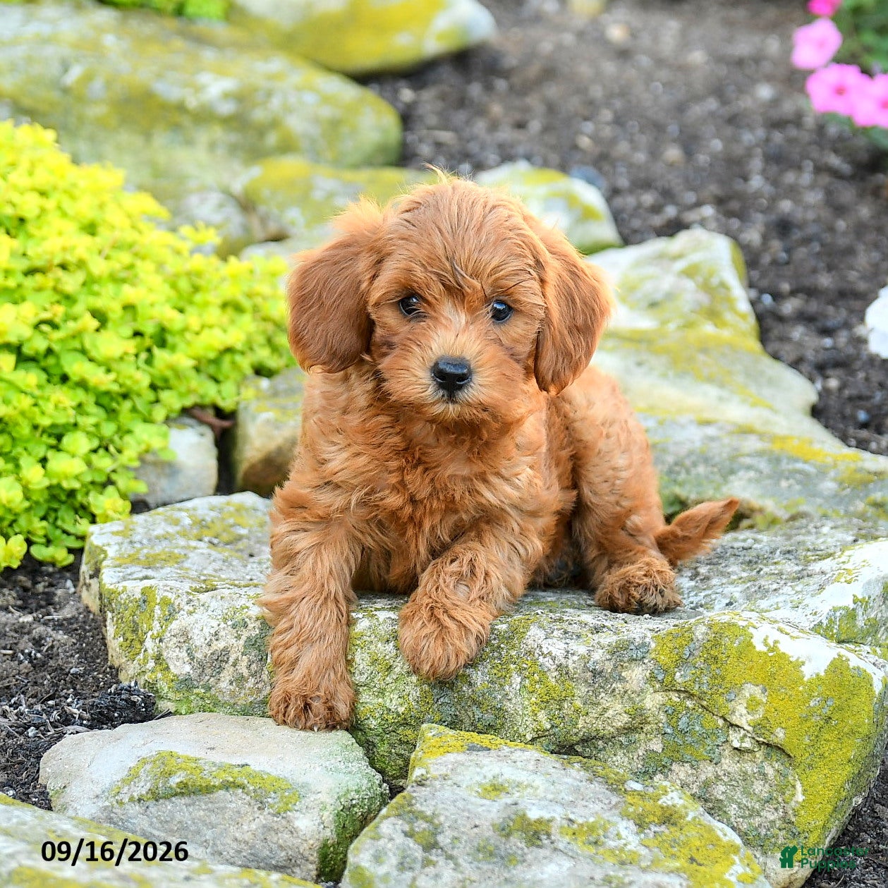 Miniature Poodle dogs Saltine - Ad 1