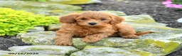 Miniature Poodle dogs for sale: Saltine - Ad 1