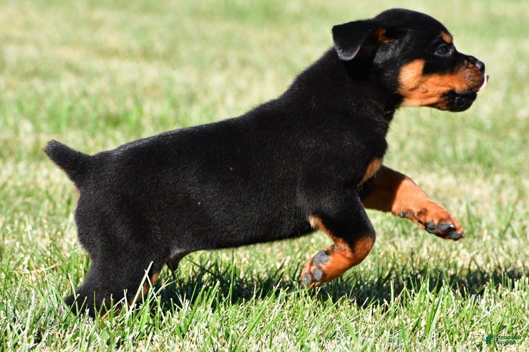 German Rottweiler Trained Guard Dogs For Sale Harley For Sale In