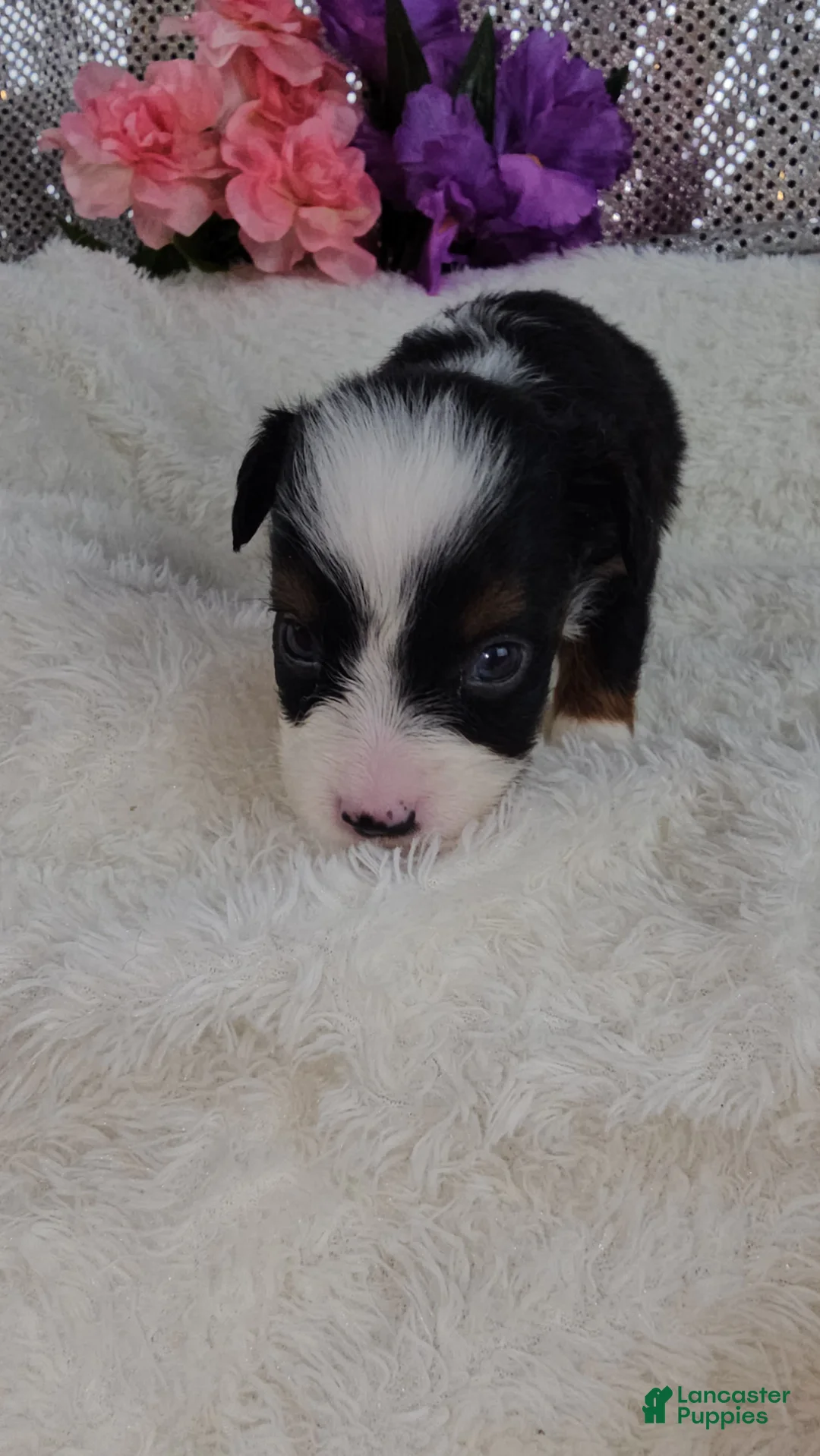 Mini Aussiedoodle dogs for sale: Violet - Ad 2