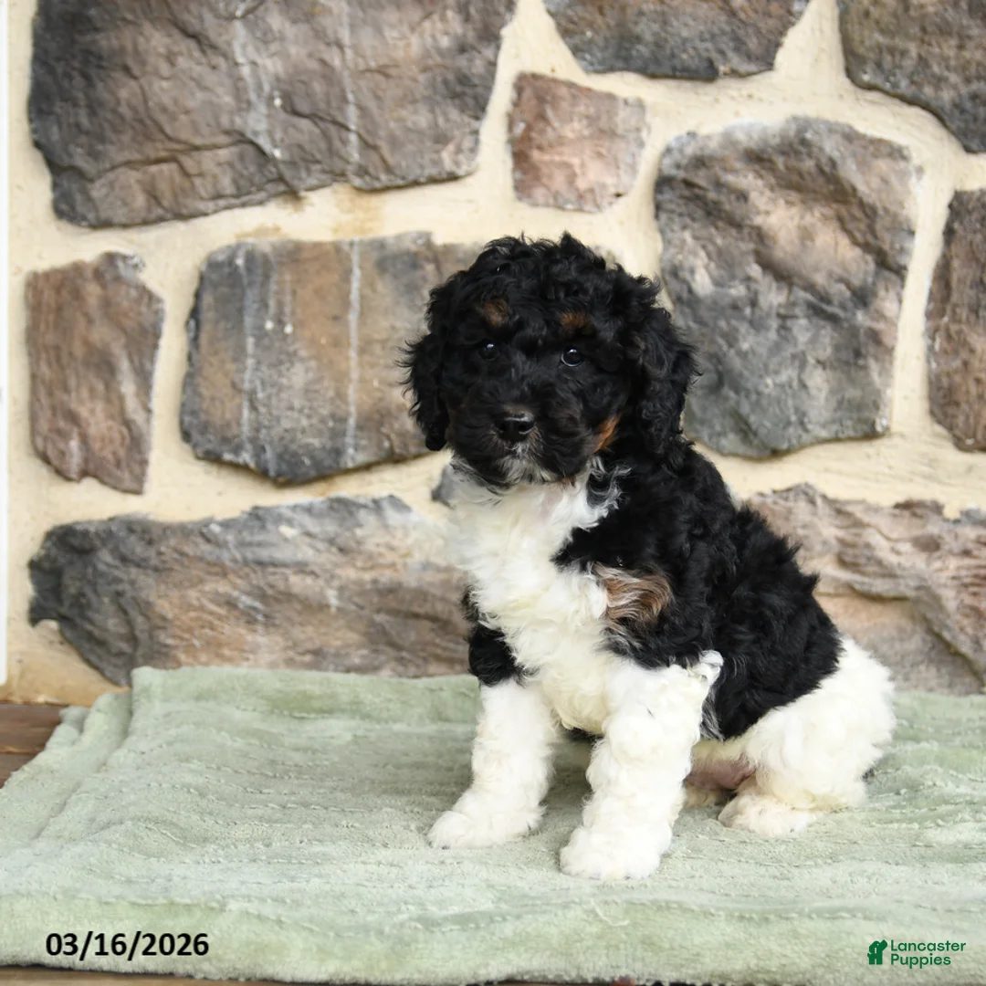 Goldendoodle dogs for sale: Jody - Ad 2