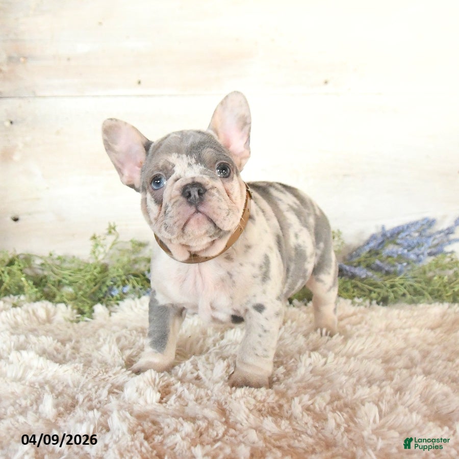French Bulldog dogs Shadow - Ad 1
