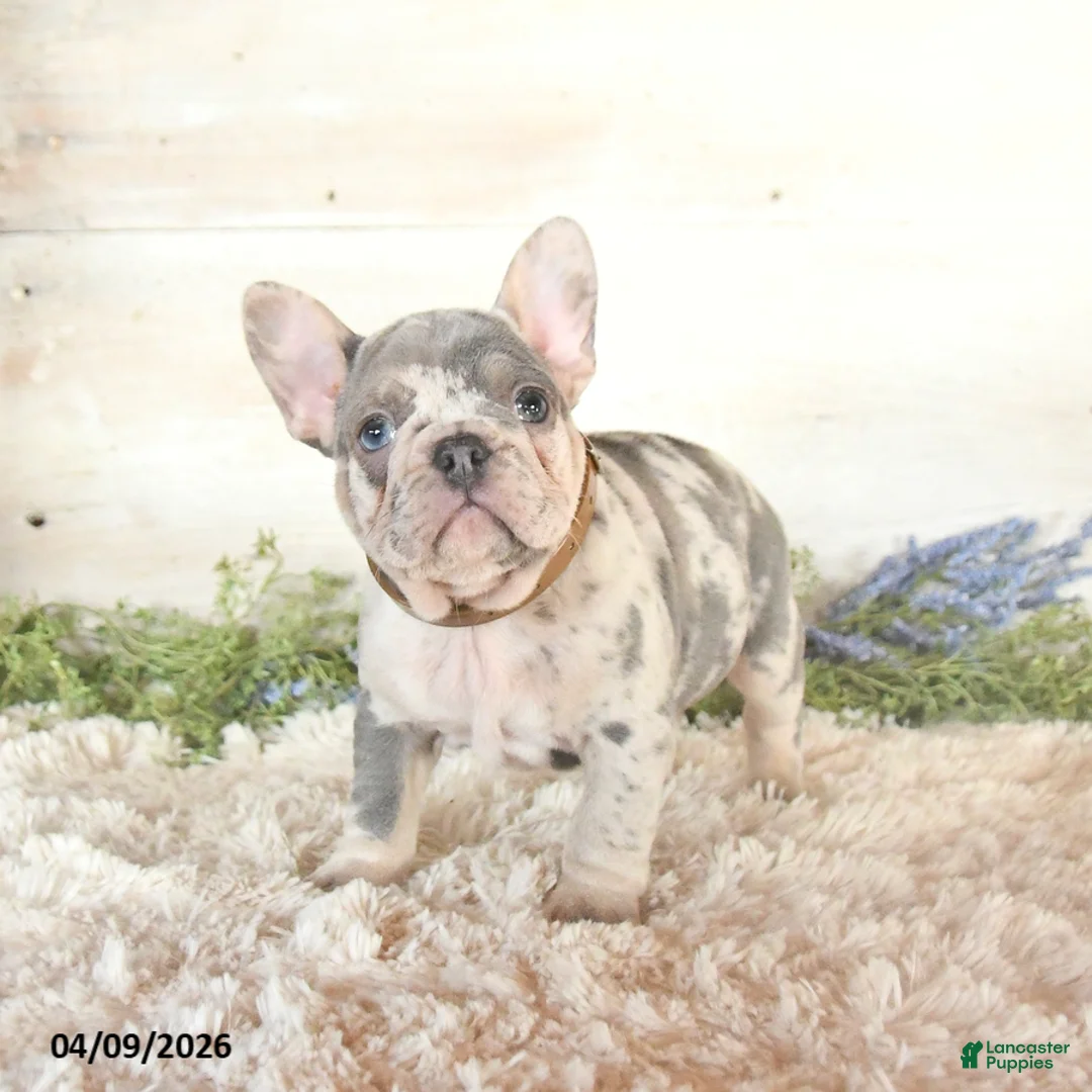 French Bulldog dogs for sale: Shadow - Ad 1