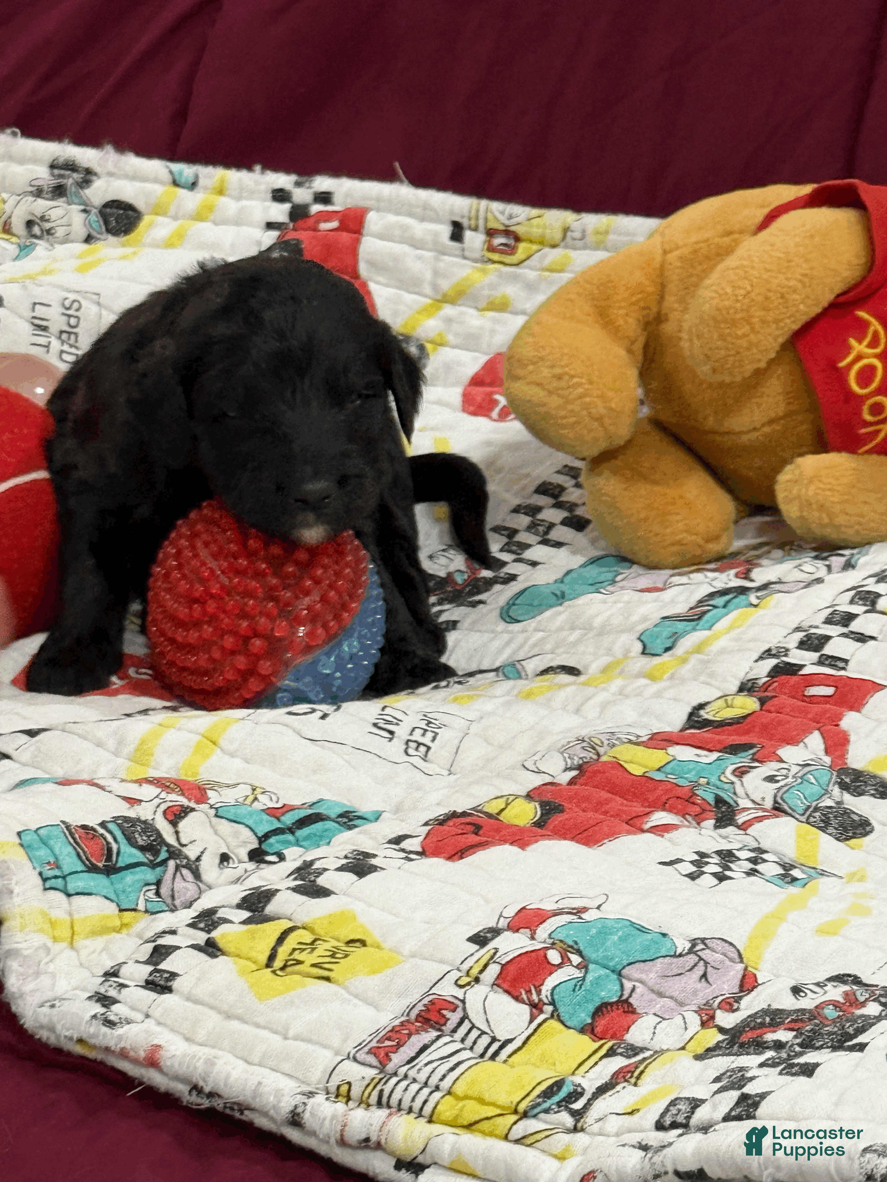 Goldendoodle dogs Adventurine - Ad 2