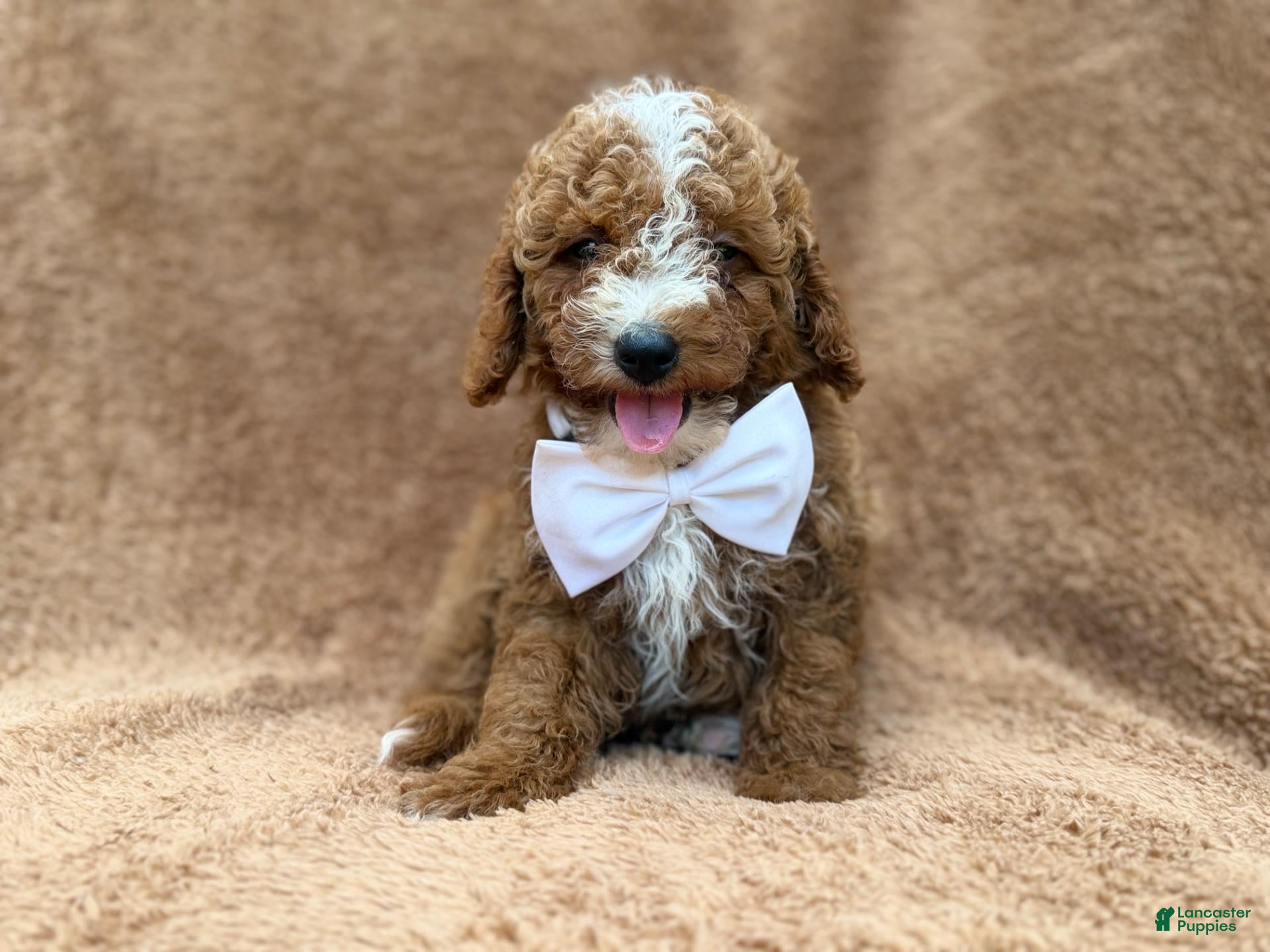 Mini Goldendoodle dogs Lane - Ad 1