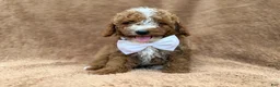 Mini Goldendoodle dogs for sale: Lane - Ad 1