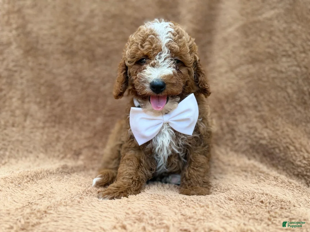 Mini Goldendoodle dogs for sale: Lane - Ad 1
