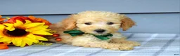 Goldendoodle dogs for sale: Oliver - Ad 4