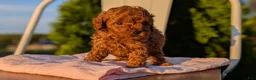 Miniature Poodle dogs for sale: Harper - Ad 6