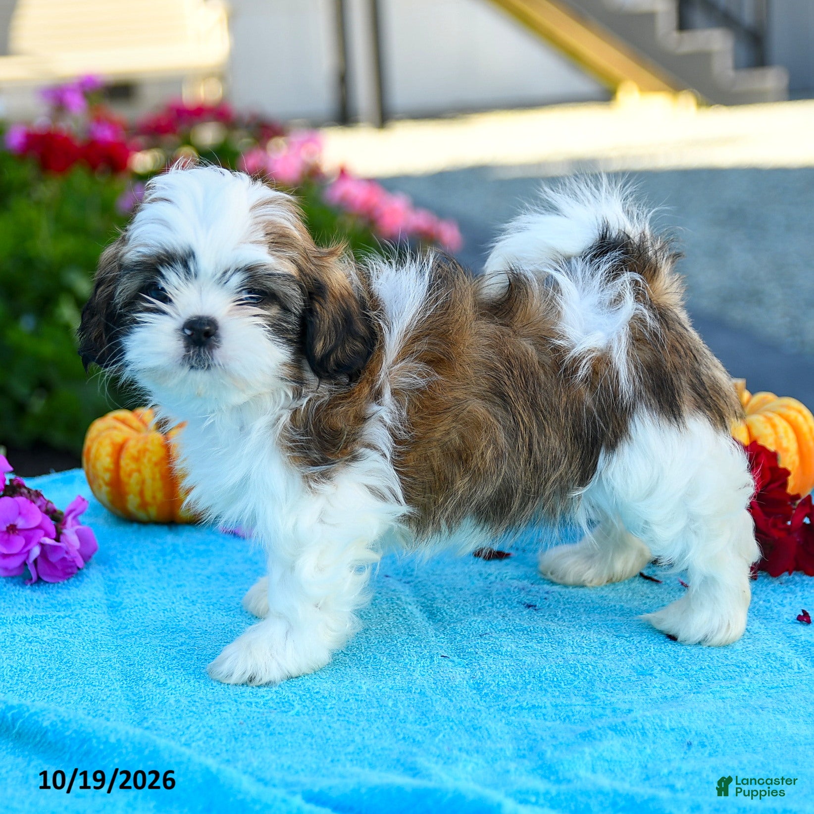 Shih Tzu dogs Andrea - Ad 1