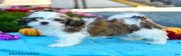 Shih Tzu dogs for sale: Andrea - Ad 1