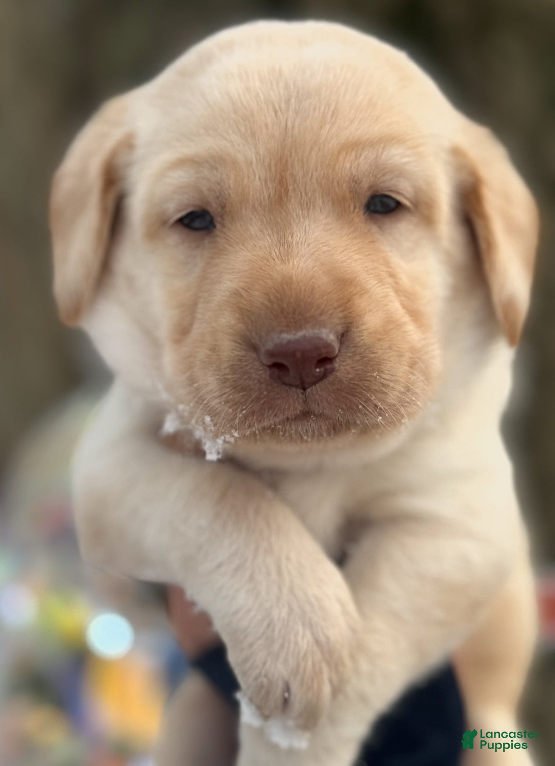 Labrador Retriever dogs for sale: Labrador Retriever Puppy 1 - Ad 14