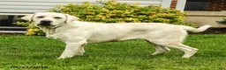 Labrador Retriever dogs for sale: Dozer - Ad 7