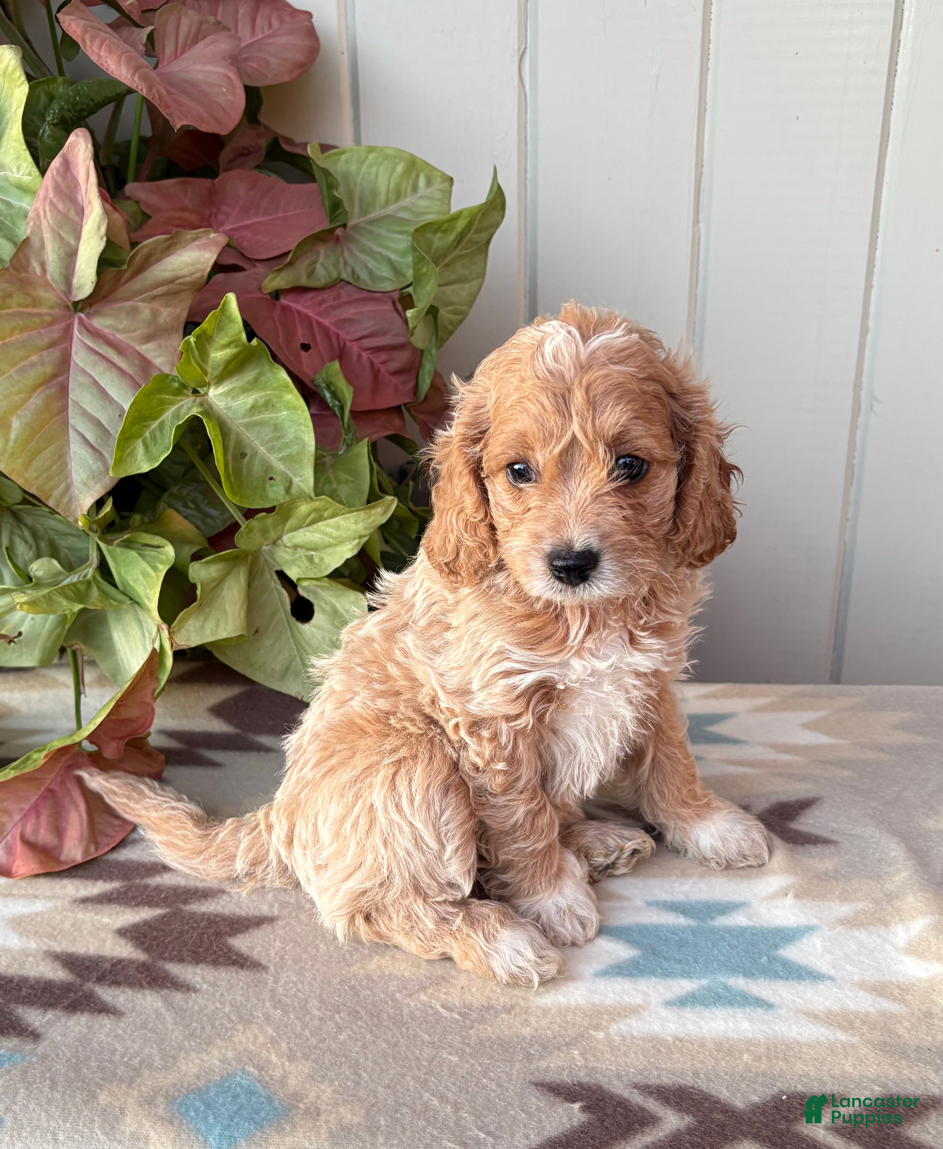 Cockapoo dogs Bella  - Ad 2