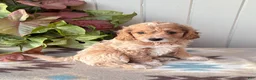 Cockapoo dogs for sale: Bella  - Ad 2