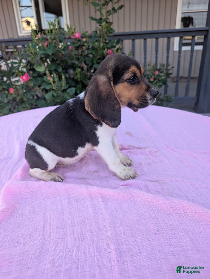Beagle dogs Sandy - Ad 2