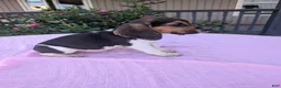 Beagle dogs for sale: Sandy - Ad 2