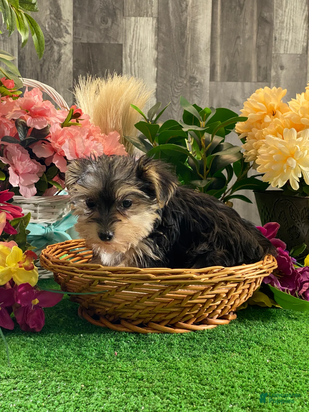 Morkie dogs for sale: Tootsie  - Ad 6