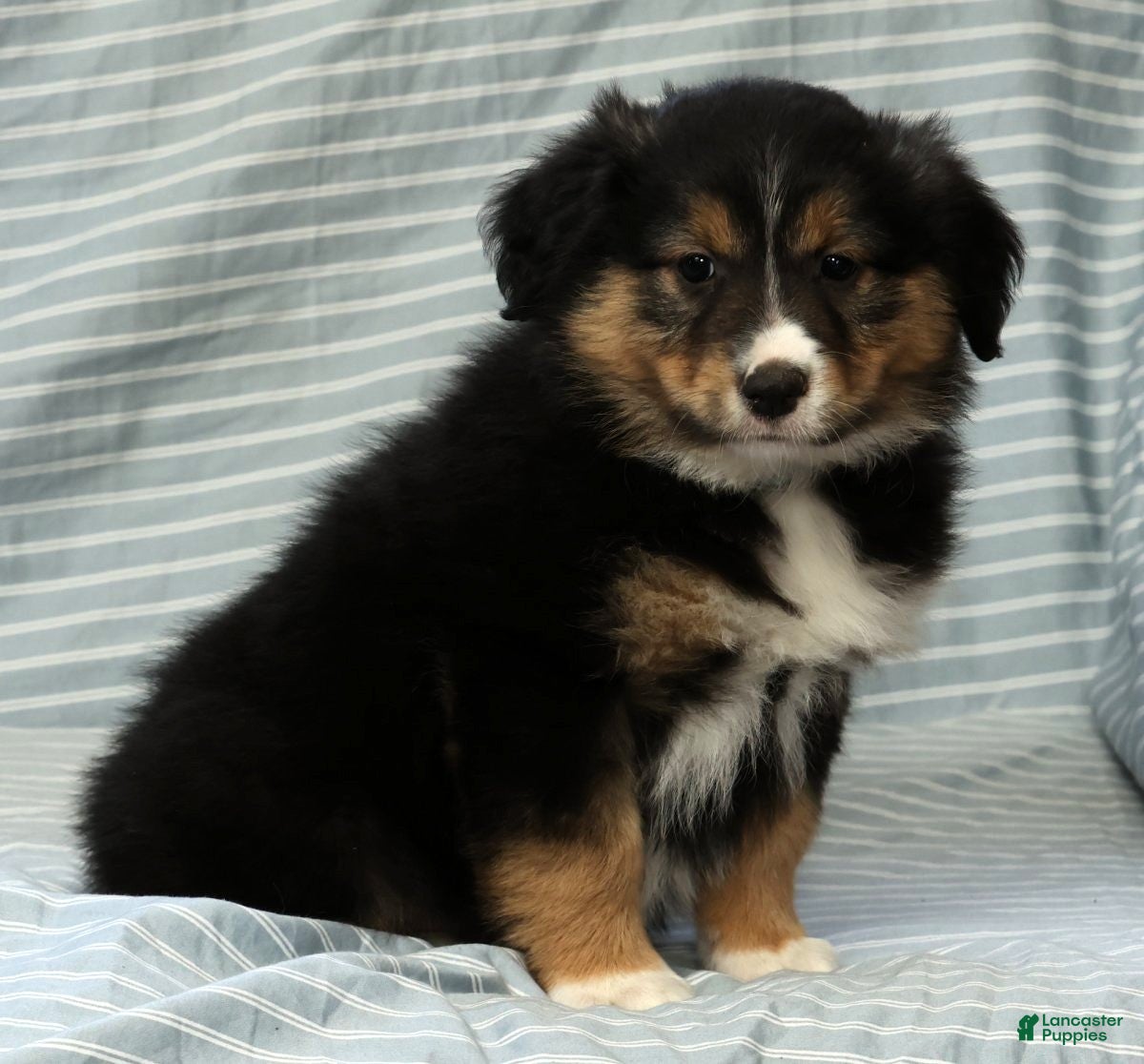 Australian Shepherd dogs for sale: Maisy - Ad 9