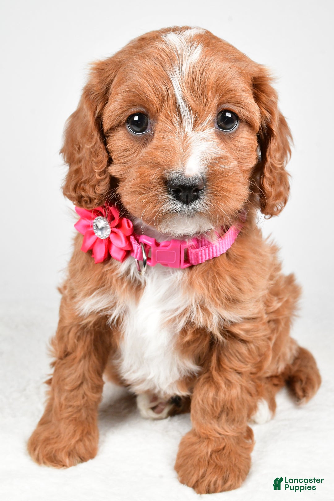 Cavapoo dogs for sale: Avery - Ad 7