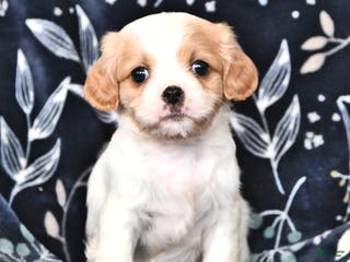 Mixed Breed dogs Bella - Ad 39