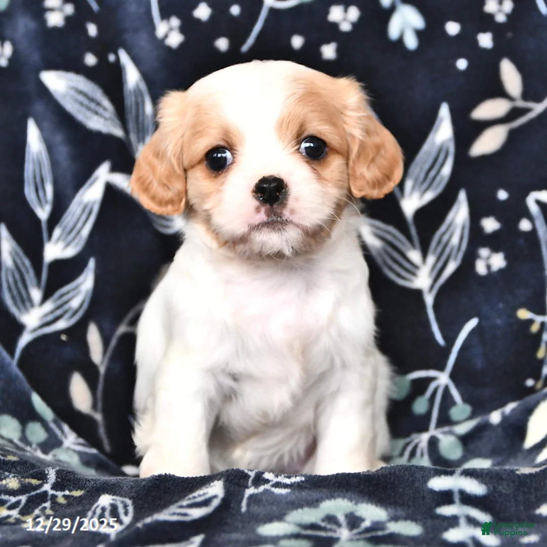 Mixed Breed dogs for sale: Bella   - Ad 1