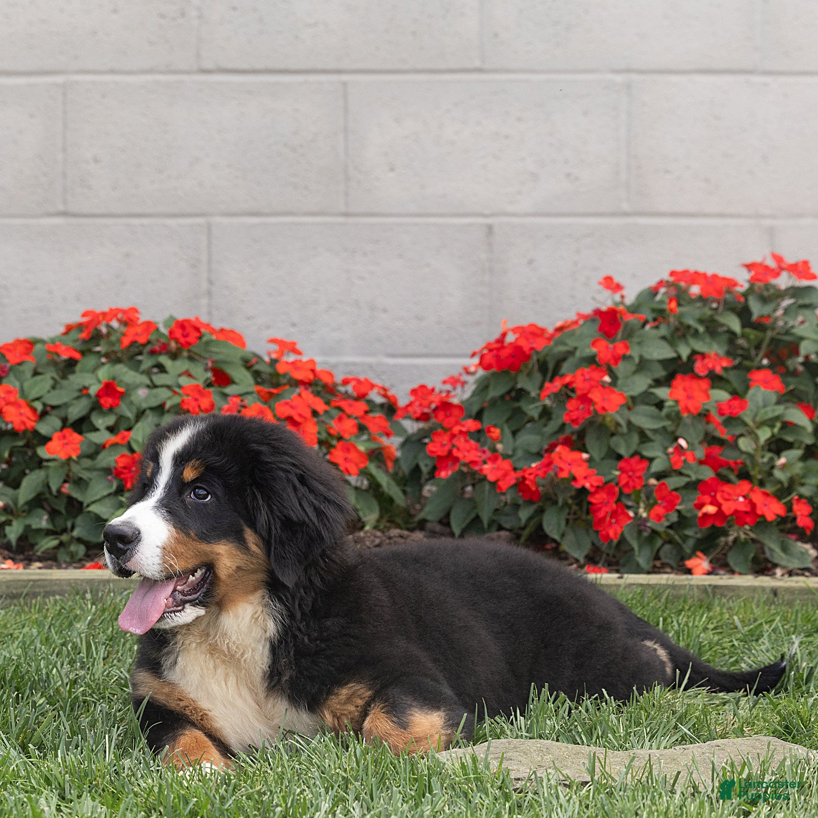 Bernese Mountain Dog dogs Brady Bernese Mountain Dog  - Ad 2