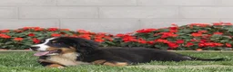 Bernese Mountain Dog dogs for sale: Brady (Genetically Clear) Bernese Mountain Dog  - Ad 2
