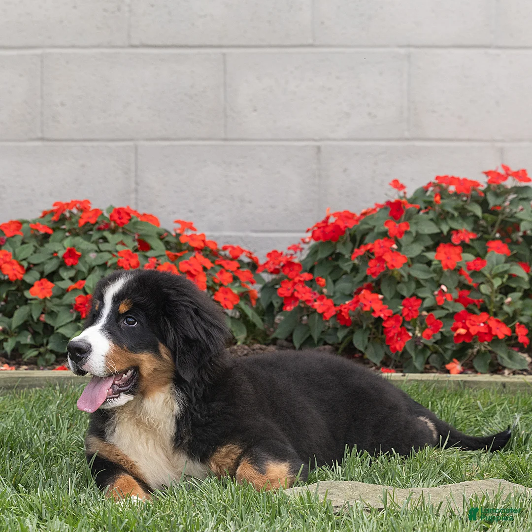 Bernese Mountain Dog dogs for sale: Brady (Genetically Clear) Bernese Mountain Dog  - Ad 2