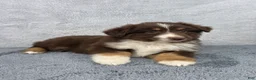 Miniature Australian Shepherd dogs for sale: Luna - Ad 5