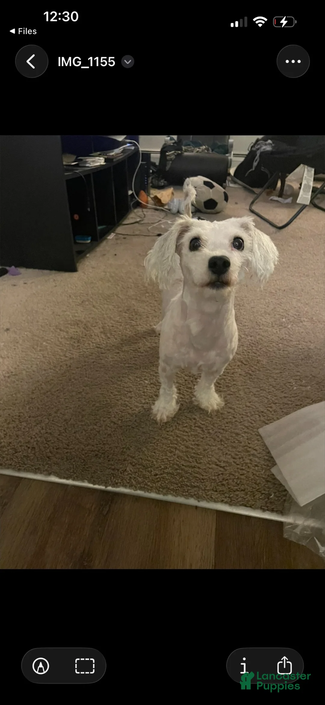 Maltese dogs for sale: Maltese 1 - Ad 3