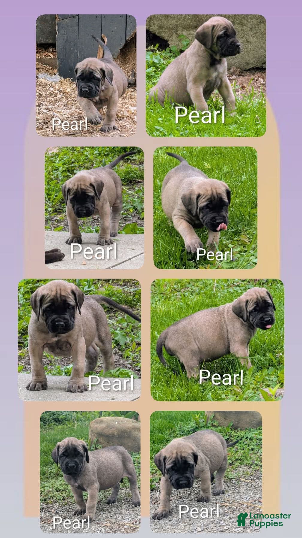 English Mastiff dogs for sale: English Mastiff Puppy 4 - Ad 1
