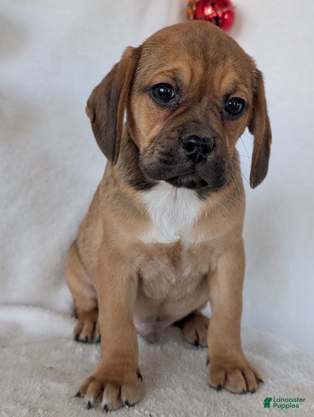 Puggle dogs for sale: Chuck  - Ad 10