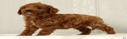 Cavapoo dogs for sale: Benji - Ad 6
