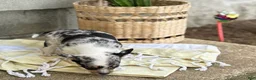 Chihuahua dogs for sale: Rosie - Ad 8