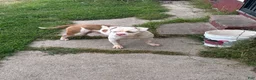 American Staffordshire Terrier dogs for sale: American Staffordshire Terrier 3 - Ad 8