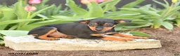 Miniature Pinscher dogs for sale: Flora   - Ad 3