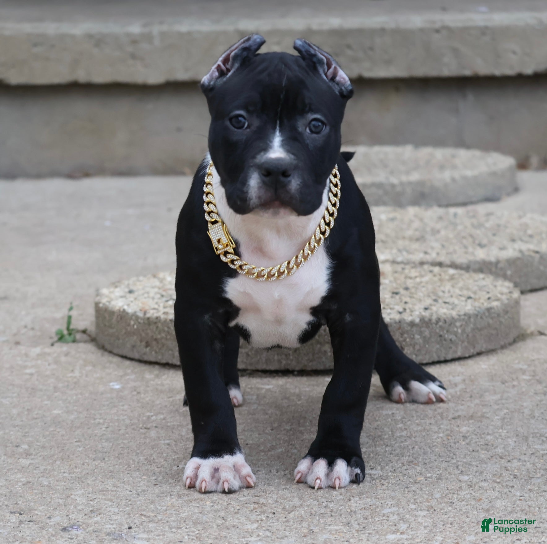 American Bully dogs Camellia - Ad 1