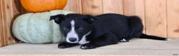 Mixed Breed dogs for sale: Bruno - Ad 3