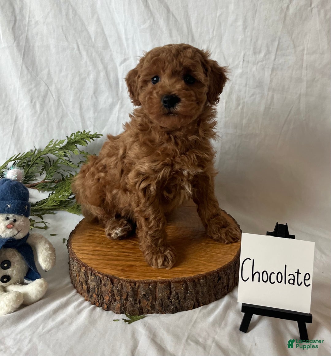 Maltipoo dogs for sale: Chocolate  - Ad 2