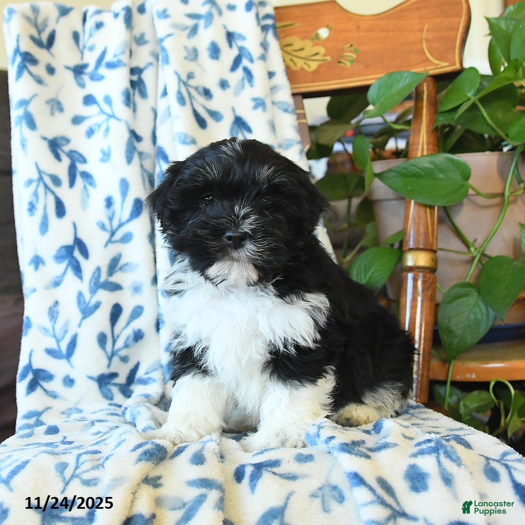 Havanese dogs for sale: Butch - Ad 3